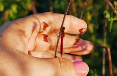 Sympetrum pedemontanum