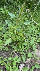 Ranunculus sceleratus