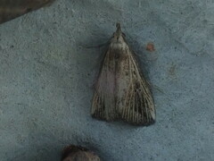 Macrochilo orciferalis