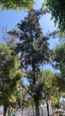 Casuarina equisetifolia