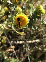 Chauliognathus basalis