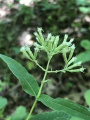 Eupatorium sessilifolium