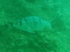 Argyrops filamentosus