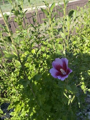 Hibiscus syriacus