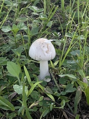 Amidella