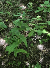 Eupatorium sessilifolium