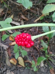 Arisaema