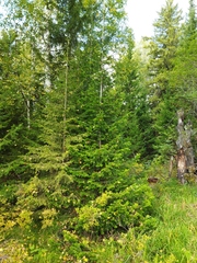 Abies sibirica