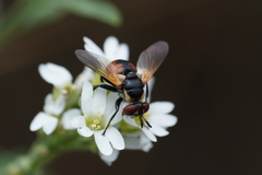 Gymnosoma