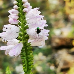Augochloropsis metallica