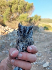 Otus scops