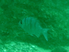 Argyrops filamentosus