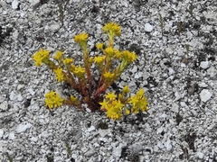 Sedum lanceolatum