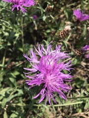 Centaurea