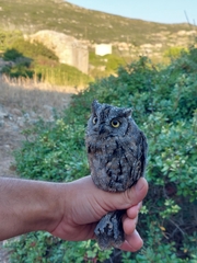 Otus scops