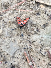 Zygaena