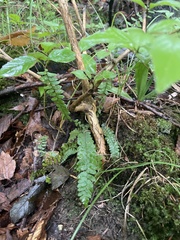 Asplenium platyneuron