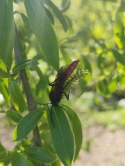 Elaphroptera