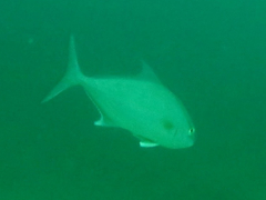 Seriola rivoliana