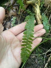 Asplenium platyneuron