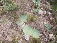Haemanthus sanguineus