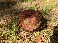 Boletus subvelutipes