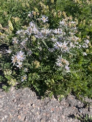 Symphyotrichum falcatum
