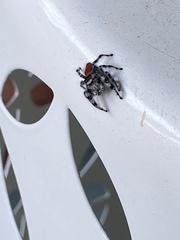 Phidippus adumbratus