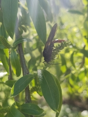 Elaphroptera