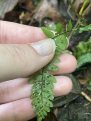 Asplenium platyneuron