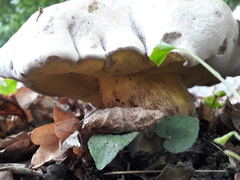 Caloboletus radicans