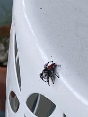 Phidippus adumbratus