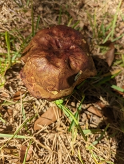 Boletus subvelutipes