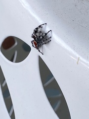 Phidippus adumbratus