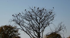 Streptopelia capicola damarensis