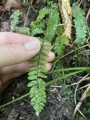 Asplenium platyneuron
