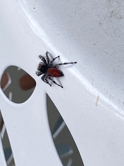 Phidippus adumbratus