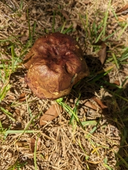 Boletus subvelutipes