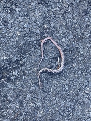 Pantherophis alleghaniensis