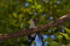 Thalurania glaucopis