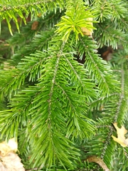 Abies sibirica