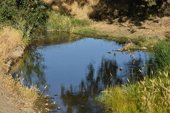 Rana boylii