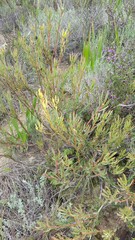Leucadendron lanigerum lanigerum