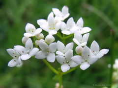 Galium asprellum