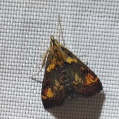 Pyrausta orphisalis