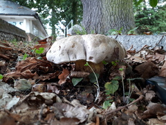 Caloboletus radicans