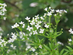 Galium asprellum