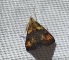 Pyrausta orphisalis