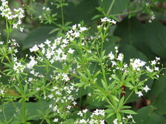 Galium asprellum