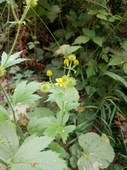 Geum macrophyllum